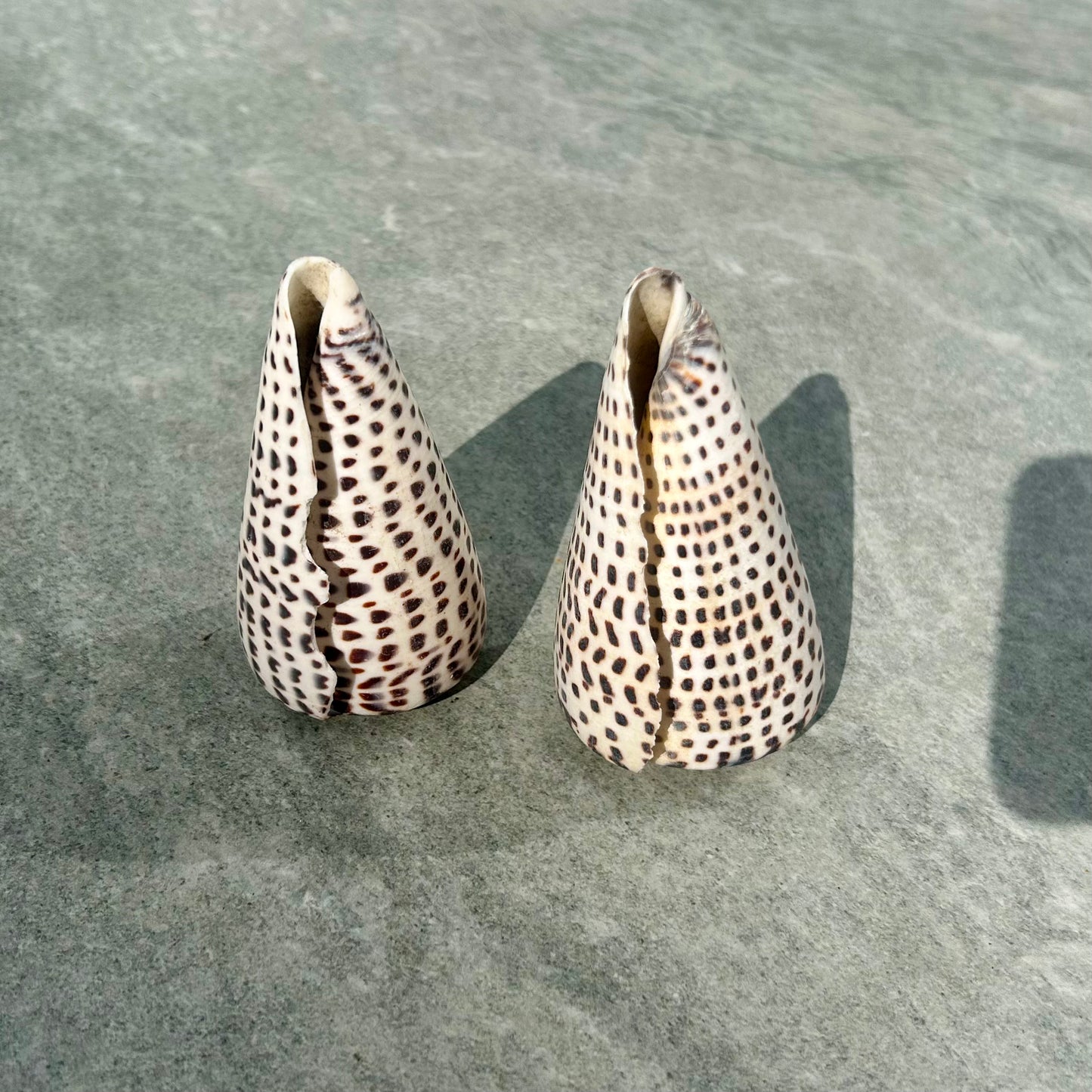 Dalmatian Shell