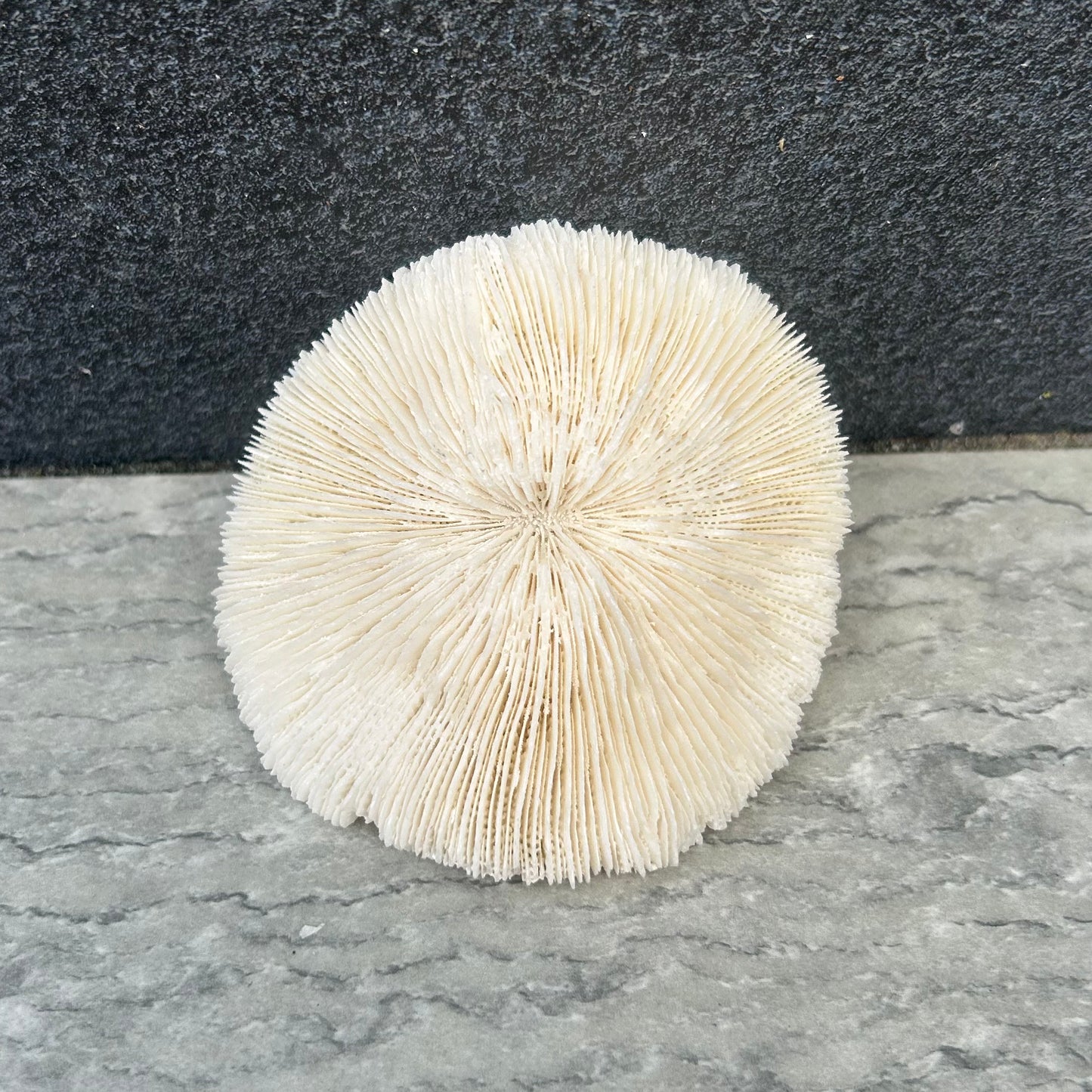 Mushroom Coral Shell