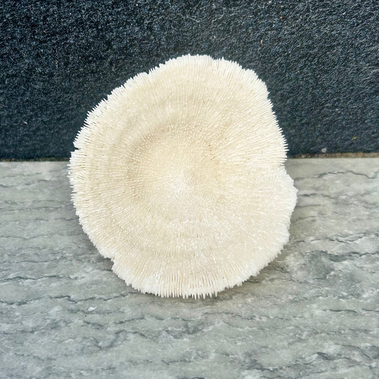 Mushroom Coral Shell