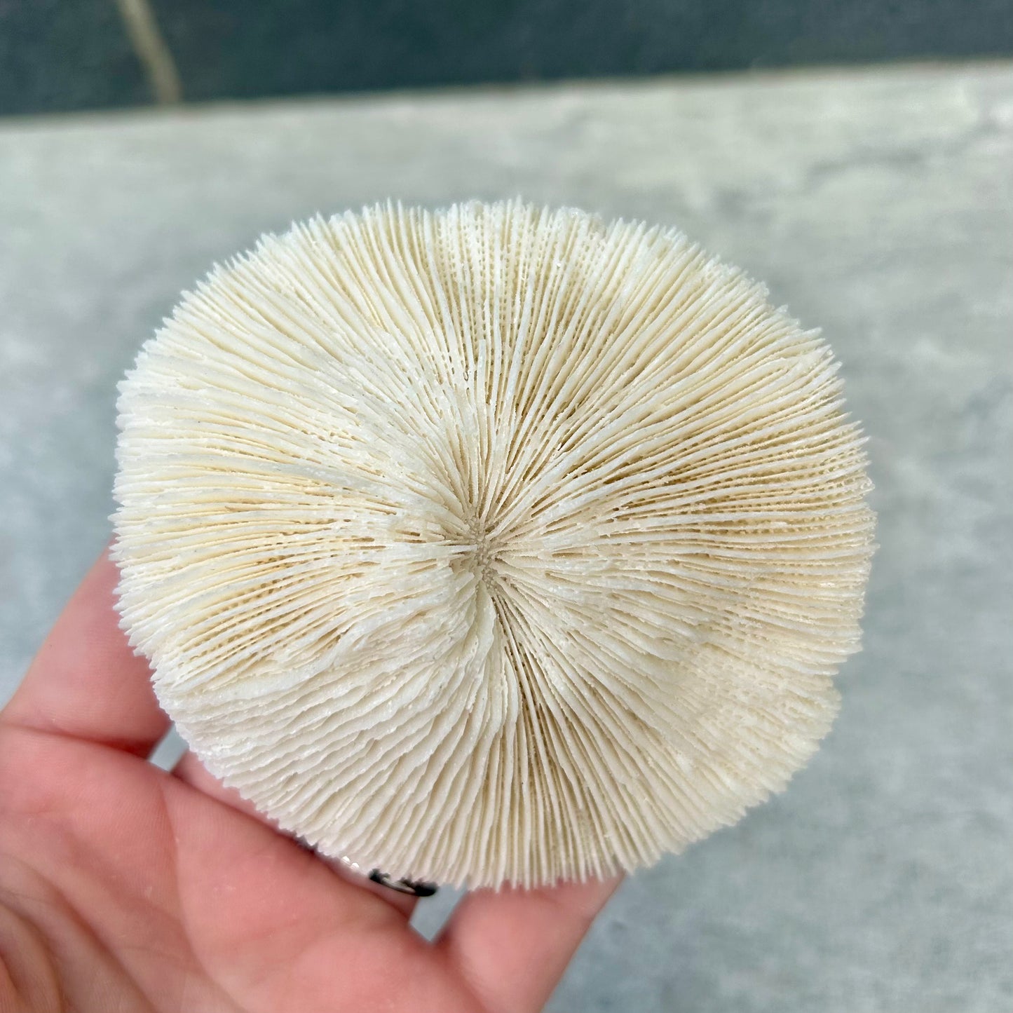 Mushroom Coral Shell