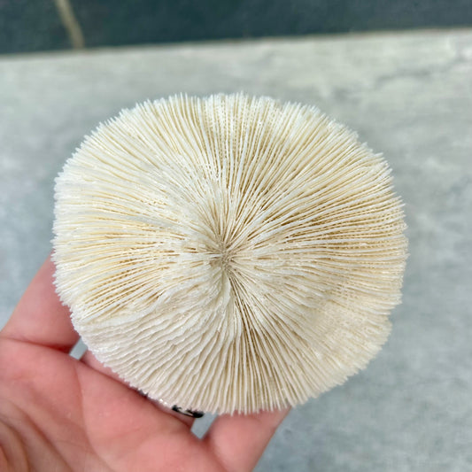 Mushroom Coral Shell