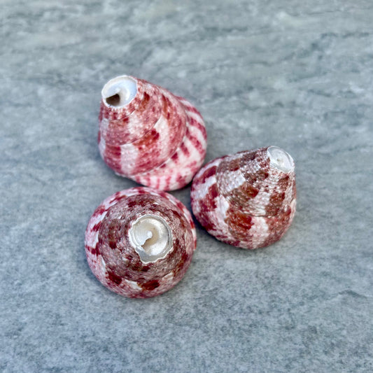 Trochus Snail Shell