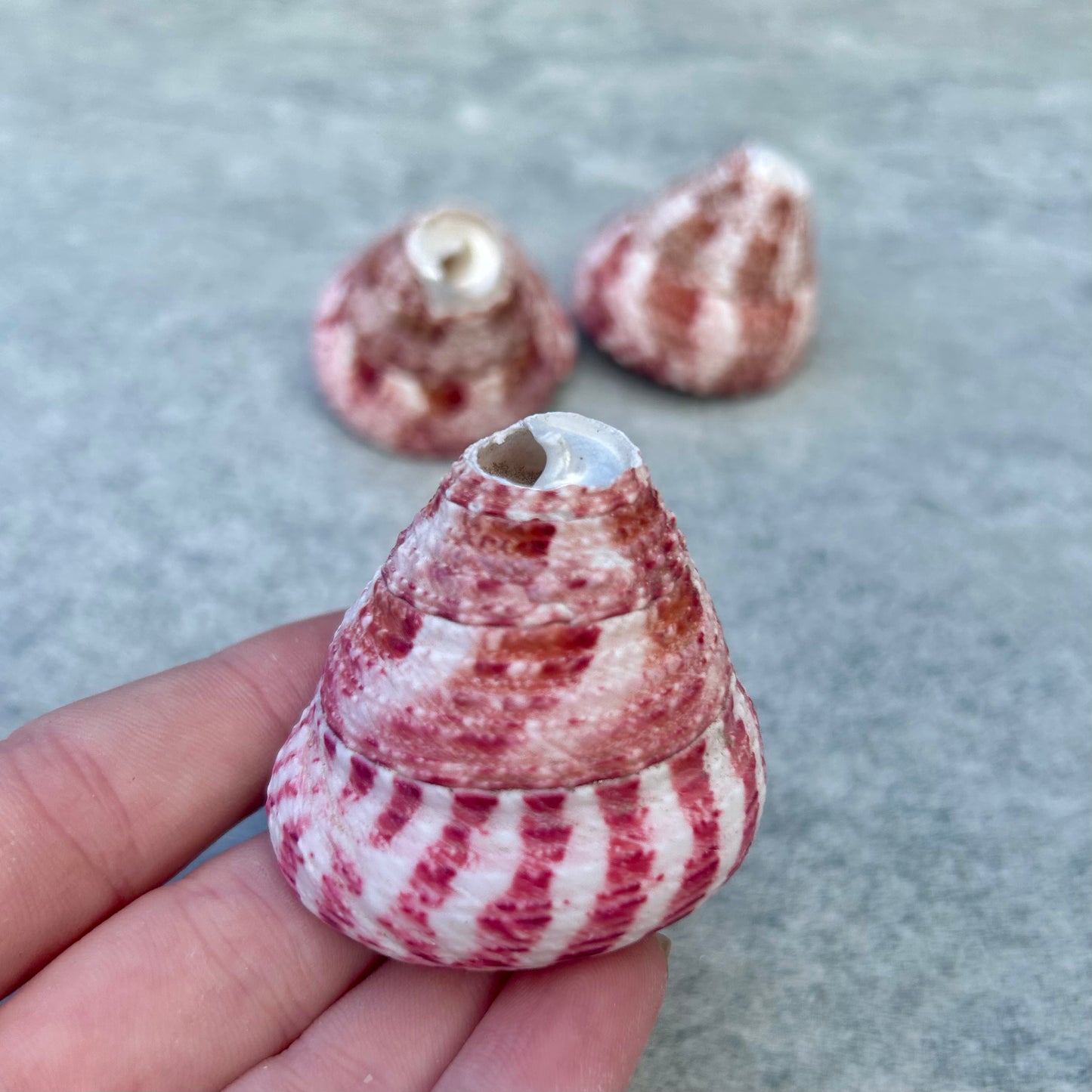Trochus Snail Shell