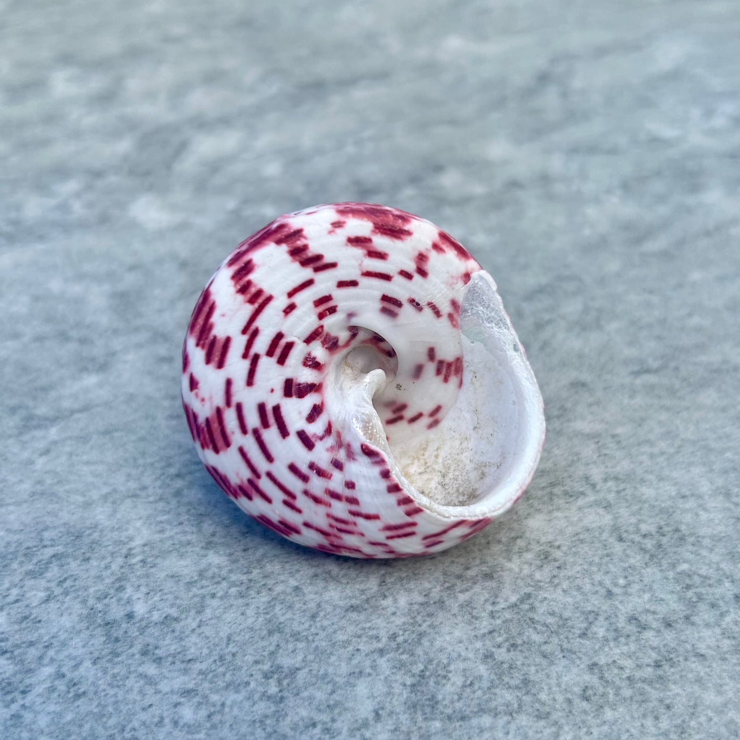 Trochus Snail Shell