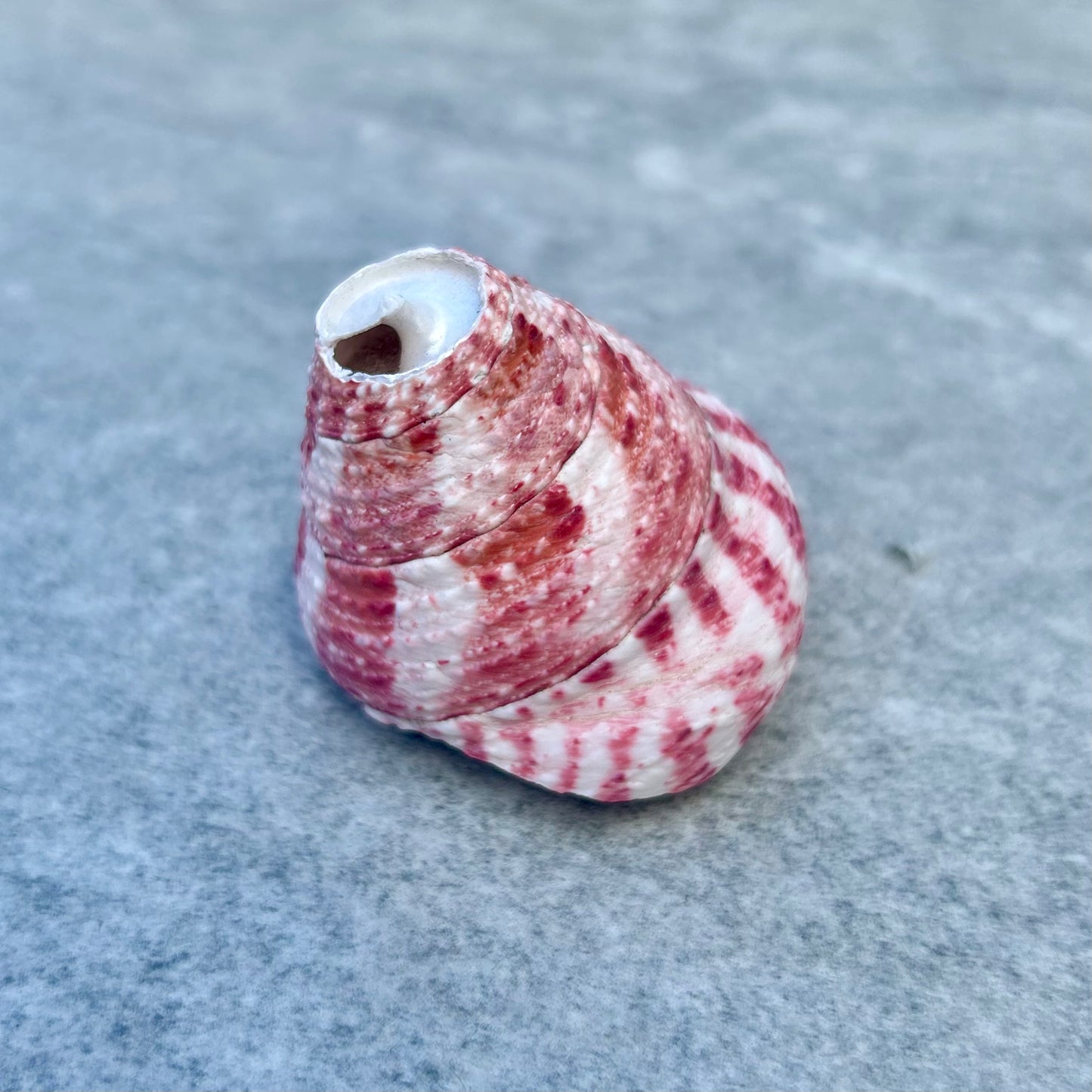 Trochus Snail Shell