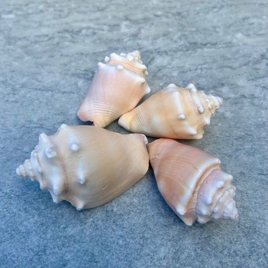 Mini Conch Shell