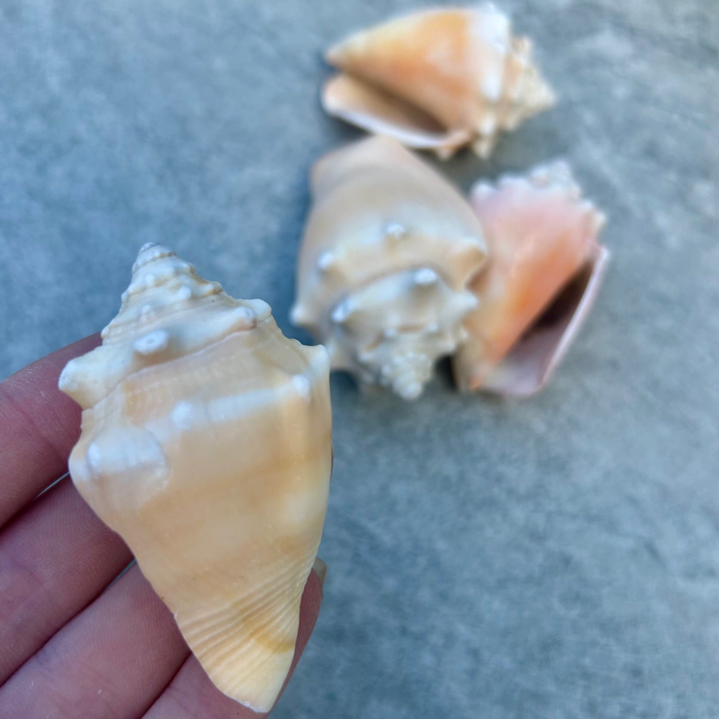 Mini Conch Shell