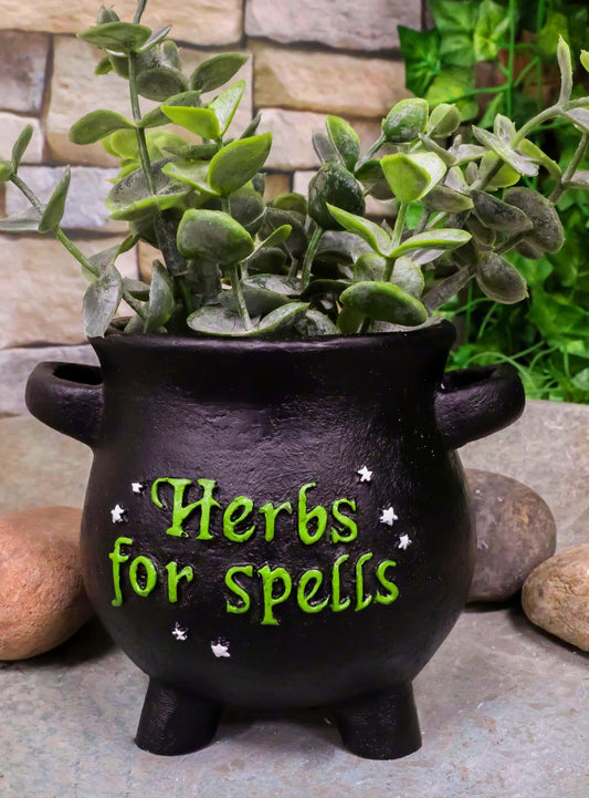 Small Herbs For Spells Plant Pot